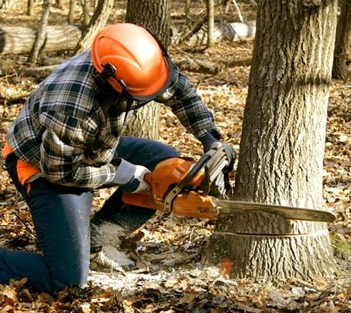 Tree Removal in Fairfield Bay, AR